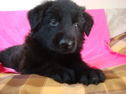 Продам щенков восточно европейской овчарки черного окраса