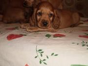 Продаю щенков породы Английский кокер спаниель