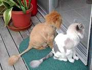 стригу собак и кошек