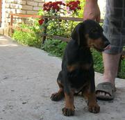 Продаются Щенки добермана в г. Константиновка