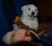 вест хайленд вайт терьер