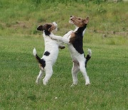 щенок жш фокстерьер