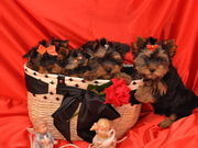 Продам очаровательных йориков