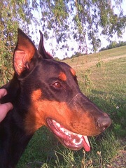 Продается доберман