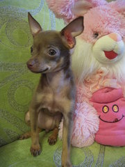 Русский Той(терьер)