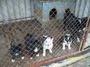 Кабеля и щенко лайки