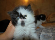 Персидские котята-экстремалы окраса чёрный биколор