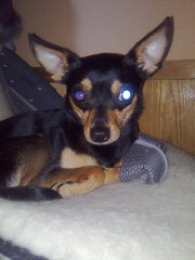 русский той терьер чистопородные мини щенки