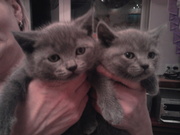 Продаются британские котята за 150 гривен