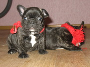 Щенки  французского бульдога