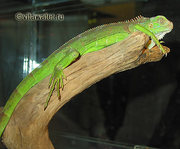 ИГУАНА зелёная 1800 грн.