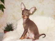 Щенок той терьера. (мальчик)