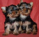 Щенки йоркширского терьера,  Херсон