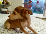 подрощенные тойтерьеры