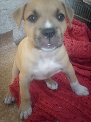 Продам алиментного щенка Американского Стаффордширского Терьера