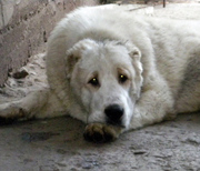 Щенки среднеазиатской овчарки