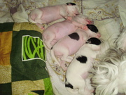 Китайская хохлатая -щенки на продажу