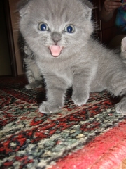 Продаются котята Шотланских вислоухие 