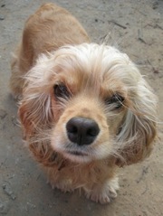 Продам щенков американского кокер-спаниеля 