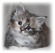 Чистокровные котята мейн кун 