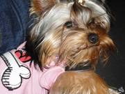 йоркширского терьера мальчик 10 месяцев