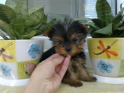 Продаются щенки йоркширского терьера