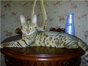 Питомник Cotillion