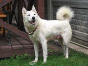 Продам щенков лайки западно сибирской