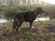 Продам кавказскую овчарку