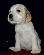 щенки Русский Спаниель