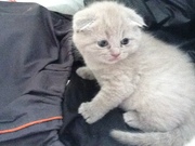 Продам породистых британских котят 