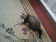 Продам фретку недорого