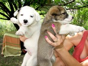 Щенки ищут заботливых хозяев