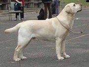 ДРЕССИРОВКА СОБАК