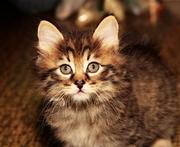 Котята Курильские бобтейлы