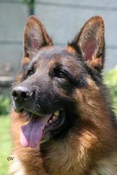 Перспективные щенки для племенного разведения