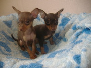 Щенки той-терьера (голубогенные)