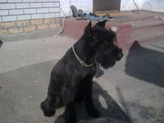 продам щенков ризеншнауцера