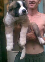 продам щенков алабая(азиат)