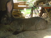 кролики  фландр, бельгийский великан