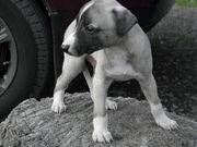  ЩЕНОК  УИППЕТА !!!!!