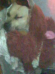 Вязка Амстафарда