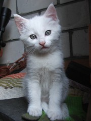 Белая пушистая кошечка - 3 месяца