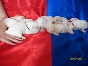 лайка самоед