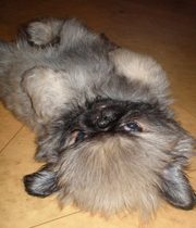 продаются щенки пекинеса