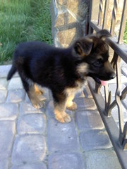 чистокровна німецька вівчарка