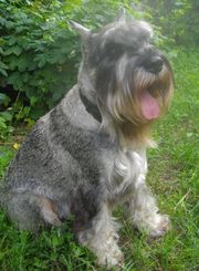 Предлагается к вязке кобель миттельшнауцера