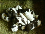 Продам щенков дратхаара