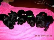 щенки скотч-терьера