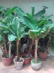 Продам банан японский,  пальма